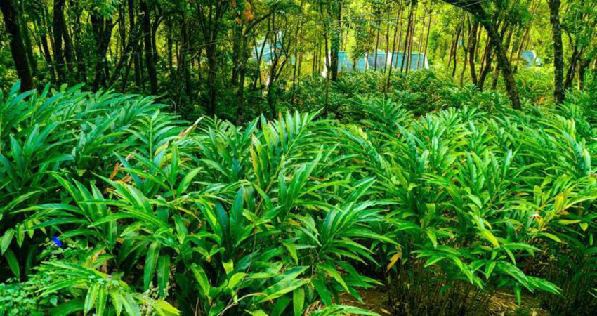 cardamom in idukki kerala