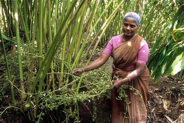 spices farmers