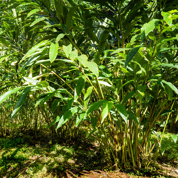 investment farming cardamom